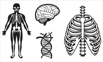 Human anatomy skeleton brain dna helix rib cage vector