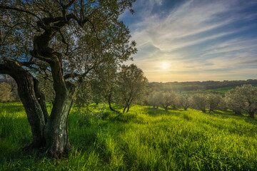 Olive tree in an olive grove and the setting sun in Alta Maremma. Landscape in Casale Marittimo, Tuscany, Italy