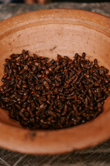 Gegrillte Ameisen als traditionelles Nahrungsmittel im Amazonas. Manaus und Umgebung 2