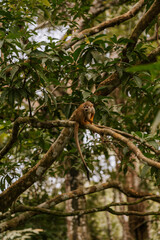 Affe in der Baumkrone – Wildtier im dichten Regenwald des Amazonas von Brasilien , Manaus 1