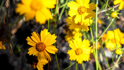 Yellow wild flowers. Lanceleaf Coreopsis flowers. 