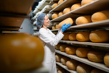 Female worker controlling cheese ripening process inside food storage. Production of premium...