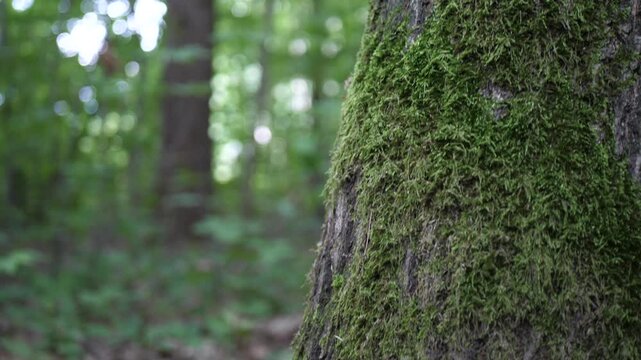 Close-up of a tree trunk showing detailed bark texture and green moss. Slow vertical camera movement upwards along the trunk in natural forest light. Calm and organic nature footage.