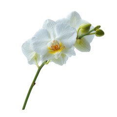 A delicate white orchid flower with a soft yellow center, showcasing its elegant petals and budding flower, isolated on a white background for a clean, sophisticated look.