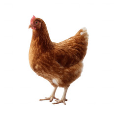 A detailed image of a brown hen standing confidently against a white isolated background, showcasing its natural feathers and features, ideal for farm or poultry-related content.