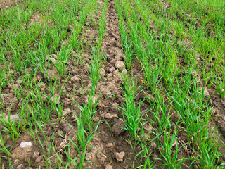 Part of the agricultural land with green sprouts of spring wheat