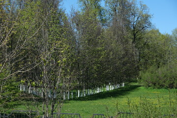 landscape with trees