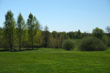 panorama of green field and forest in the background