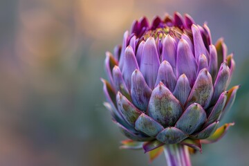 Purple artichoke flower head blooming in a garden with blurred background