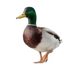 Obraz premium A vibrant, realistic depiction of a mallard duck standing gracefully. The striking green head, brown chest, and white body contrast against a white isolated background.