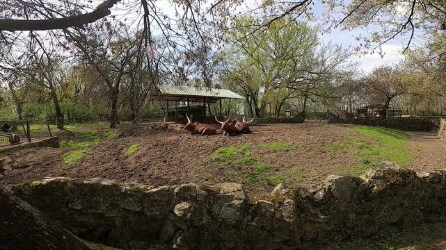Brown cows Ankole watusi lie on the sand and bask in the sun