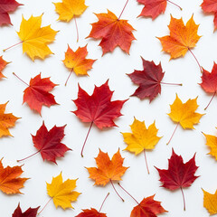 Fototapeta premium Assorted Autumn Maple Leaves Flat Lay on White
