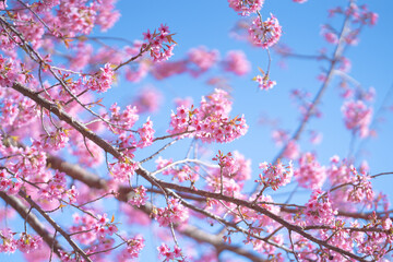 Close up shot of beautiful Nang Phaya Sua Krong tree or Wild Himalayan Cherry Prunus cerasoides at Doi Inthanon, Chiang Mai, Thailand.Nang Phaya Sua Krong tree nicknamed Sakura of Thailand.