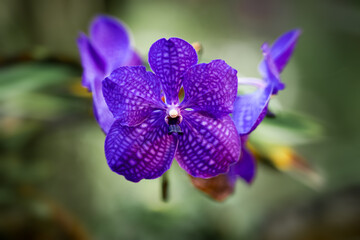 Phalaenopsis Blume, also known as moth orchids, is a precious violet purple blooming flower with a grid pattern on the petals that bloom all year
