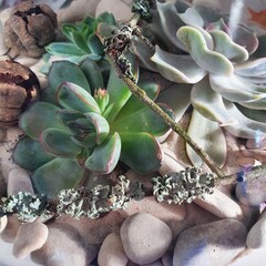 Natural arrangement of succulents, stones, sand, dry twigs and lichen in a handmade glass florarium. Close-up of contrasting textures for interior decoration and botanical inspiration