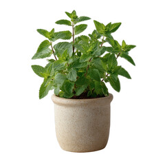 Fresh green mint plant in a simple ceramic pot against a white background. Ideal for culinary, gardening, or wellness themes.