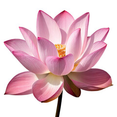 Naklejka premium Photo of a beautiful pink lotus flower in full bloom isolated on transparent background