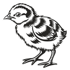 A black and white illustration of a cute chick in profile view