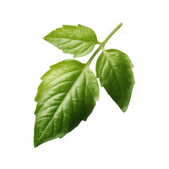 Obraz premium Single green leaf with vibrant texture and details, isolated on a white background.
