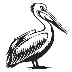 Pelican bird with large beak and pouch isolated on white