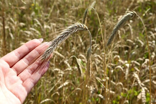 Identifying Rye