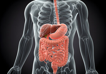 Human digestive system anatomy diagram