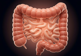 Human digestive system illustration