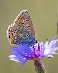 Schmetterling