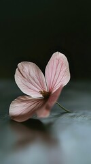Delicate pink flower petal with visible veins on dark background, soft focus macro photography showing natural texture and translucent nature of botanical element.