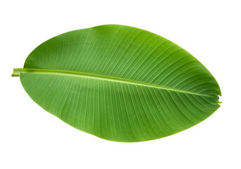 Fresh Green Banana Leaf