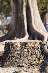 Rough-hewn tree stump in sunlight, near large trees.