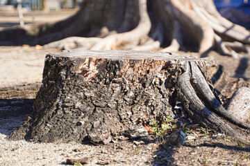 Close-up of a tree stump with exposed wood and roots, outdoors.
