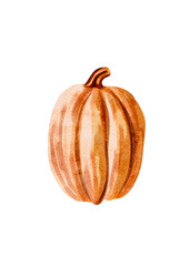 Orange pumpkin in watercolor style without background