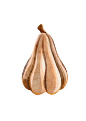 Beige pumpkin, watercolor illustration, without background