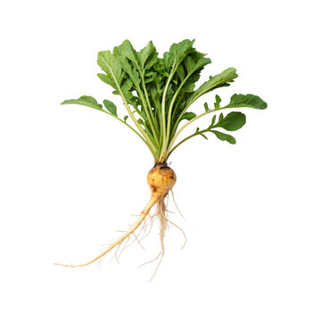 Yellow maca root with green leaves and white roots image