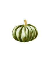 Green pumpkin, illustration in watercolor, without background