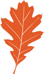 Autumn maple leaf isolated on white background with colorful fall foliage colors