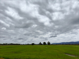 A tranquil landscape unfolds, showcasing a vast expanse of lush green rice fields