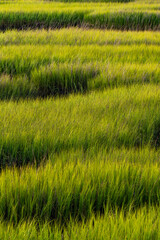 Lush green marsh grass in a rural landscape during the golden hour of sunset
