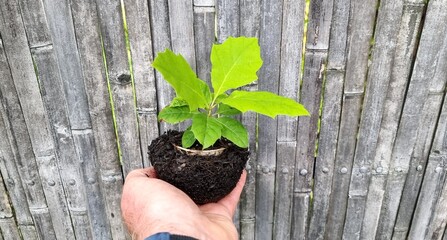 red oak, tree of the year 2025, Planting out red oak seedlings
