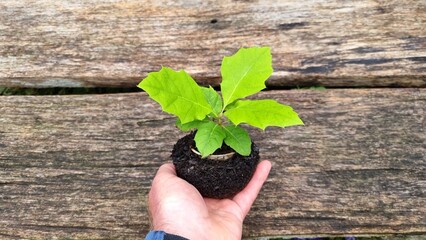 red oak, tree of the year 2025, Planting out red oak seedlings