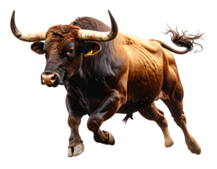 Toro de Lidia Español en Postura de Embestida, Arte Realista sobre Fondo Transparente