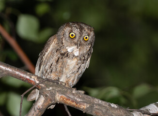 Eurasian scops owl, Otus scops. A male bird is busy foraging for food for his chicks, caught a moth
