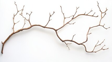 Dried Branch Isolated on White Background, Minimalist Nature Design Element.