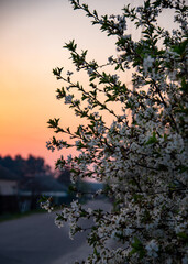 Cherry tree blossom and lovely sunset gradient on the sky. Romantic texture.