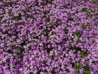 Phlox subulata moss phlox pink flowering carpet in alpine meadow.