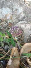 wild plant in the forest