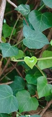 green leaves in a heart shapes 