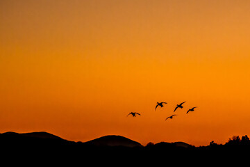 Flock of ducks at sunset © Marek
