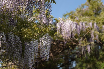早朝の散策で見かけた、開花が進む藤の花